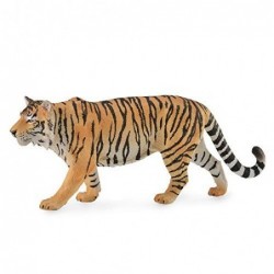 TIGRE SIBERIANO COLLECTA