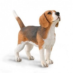 PERRO BEAGLE M