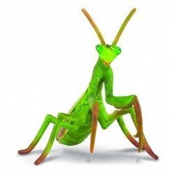 MANTIS RELIGIOSA L